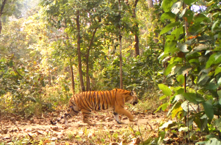 Bardiya_Tiger_Click_1_tHscY4IhuE